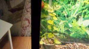 аквариум с гуппи и неонами