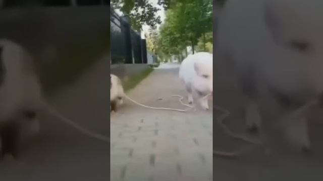 Смешные видео с животными. Часть 2 смотреть онлайн