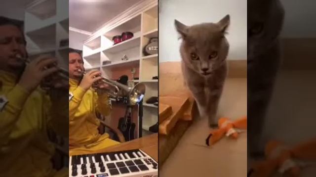 Кот поёт))) смотреть онлайн