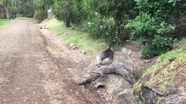 CUTE WILD KOALA WALKING DOWN THE STREET & INTO HOUSE ?! смотреть онлайн