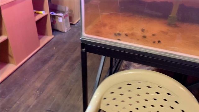 Пруд в гараже.С лотосами ВСЁ.Посадил все))) смотреть онлайн