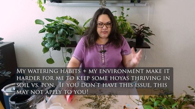 Repotting 16 Hoya Plants From 2 Inch Pots! | Chatty Repot with Q&A! Root Rot, Root Mealies & More! смотреть онлайн