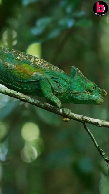 Chameleon Parson's (Calumma parsonii) #chameleon #Squamata #reptiles #iguanahouse смотреть онлайн