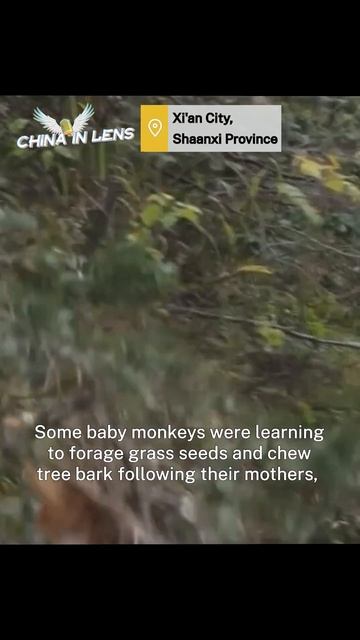 Wild golden snub-nosed monkeys enjoy family day out | China in Lens смотреть онлайн