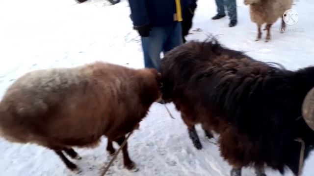 🐄Мал Базар🐂Тахиаташ 26.12.2021ж.🐏Скотный Базар#тахиаташ#каракалпакистан#городах#базар#рынок#кой#мал смотреть онлайн