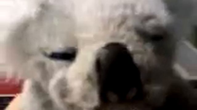 WowWee Alive Koala Joey смотреть онлайн