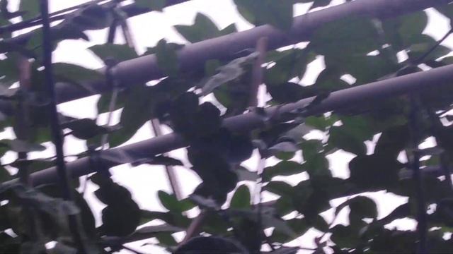 Лимон Ново-Зеландский. смотреть онлайн