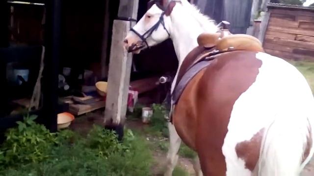 Австралийское седло