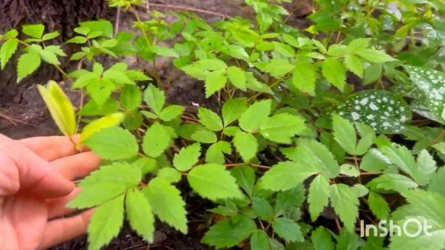 РОСЛИНИ МОГО САДУ. ПІДЗАБОРНІ та БОРДЮРНІ. 🧡🌿 смотреть онлайн
