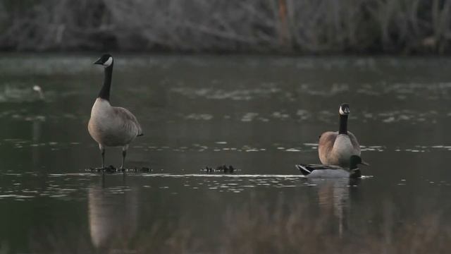 Relax with Canada geese roosting at a lake while swallows swarm about them hunting insect смотреть онлайн