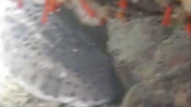 Scyliorhinus canicula (Linneo)...detto GATUCCIO смотреть онлайн