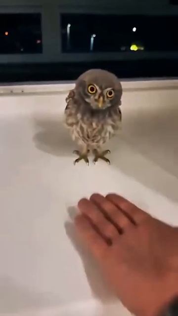 Совёнок стал жить в квартире смотреть онлайн