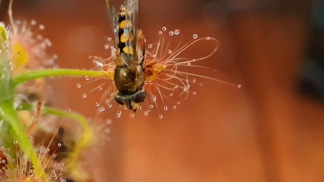 Carnivorous plant tentacles grab hold of hoverfly смотреть онлайн