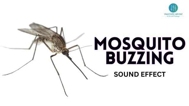 Mosquito Buzzing Sound Effect - Copyright Free