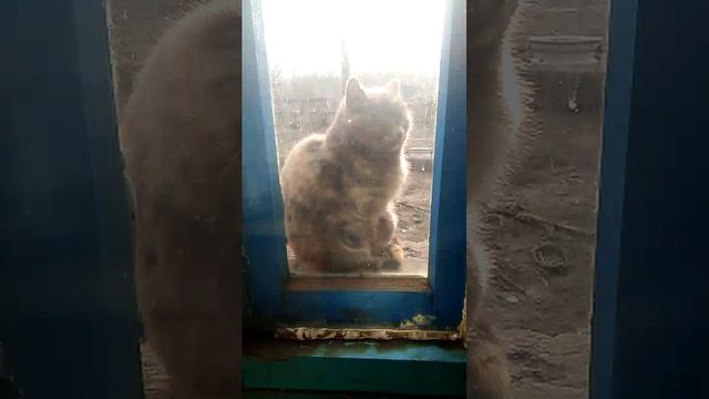 деревенские будни