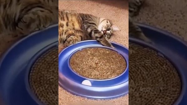 Funniest Cats and Dogs 🐶🐱  Funny Animal Videos #02