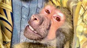 ДУРДОМ! Степка разбаловался, а Люська УКУСИЛА Алину и мама ее наругала)))