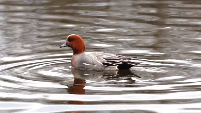 Свиязь смотреть онлайн