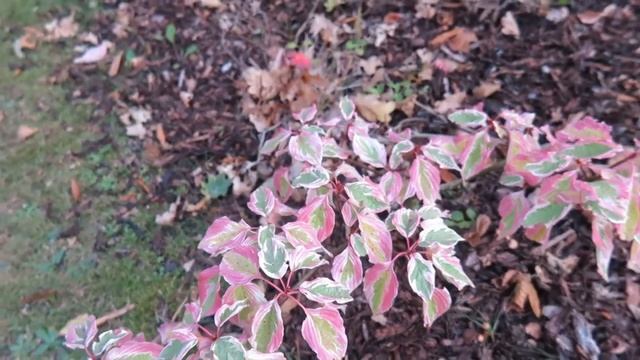 Cornus controversa 'Variegata' svída sporná смотреть онлайн