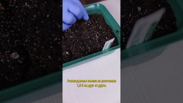 Сеем томаты с биологом: важные нюансы для крепкой и здоровой рассады помидоров смотреть онлайн