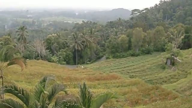 Бали. Рисовые чеки