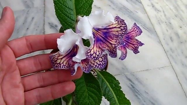 Streptocarpus Harlequin Damsel (Dibleys)
