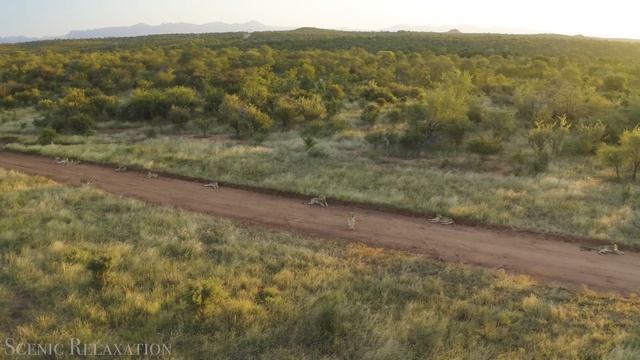 4К Ботсвана Дельта Окаванго - Красивая природа и спокойная музыка которая подойдет для отдыха смотреть онлайн