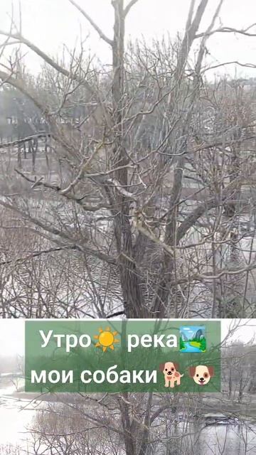 Люблю утро, своих питомцев и свой город! #псков #прогулки #весна #прогулкиссобакой смотреть онлайн