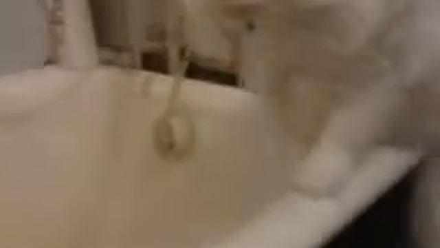 кошка играет с водой смотреть онлайн