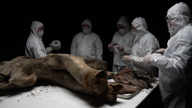 Аутопсия мамонтенка Яны в музее мамонта СВФУ им.М.К.Аммосова. 27.03.2025 г.