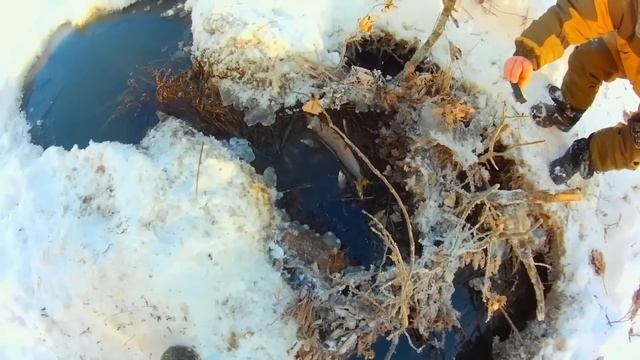 ✔ НАЛОВИЛИ ЩУК РУКАМИ Замор рыбы зимой смотреть онлайн