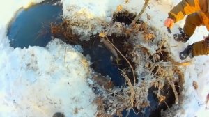 ✔ НАЛОВИЛИ ЩУК РУКАМИ Замор рыбы зимой