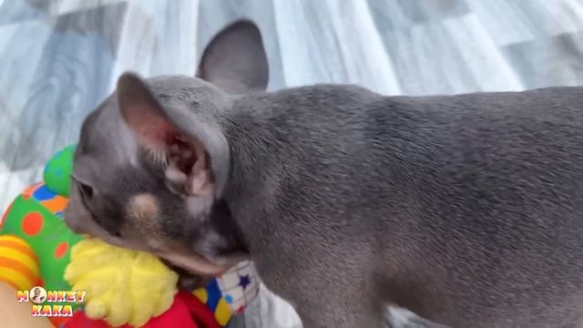 Diem and Quynh and dad put together a new home for the Mun dog смотреть онлайн