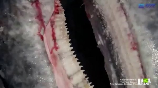 Речные монстры ледяной убийца