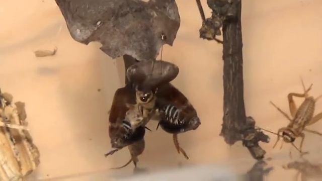 Deroplatys desiccata eating cricket смотреть онлайн