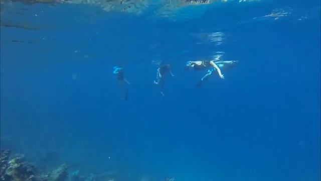 Snorkeling with Sea Lions Galapagos Islands смотреть онлайн