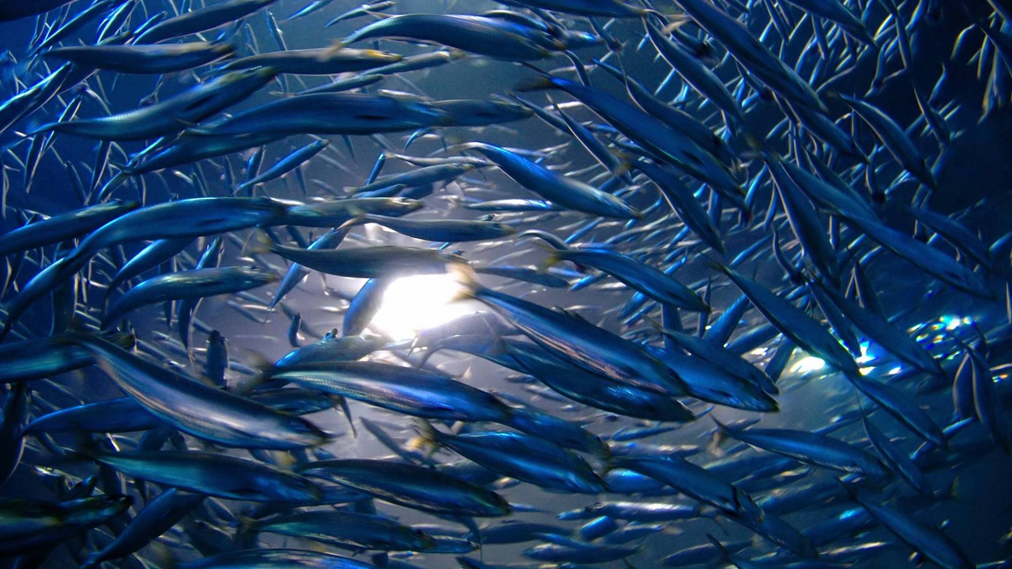 РР4: Ахтуба и на море, Русская Рыбалка 4 (81 серия) смотреть онлайн