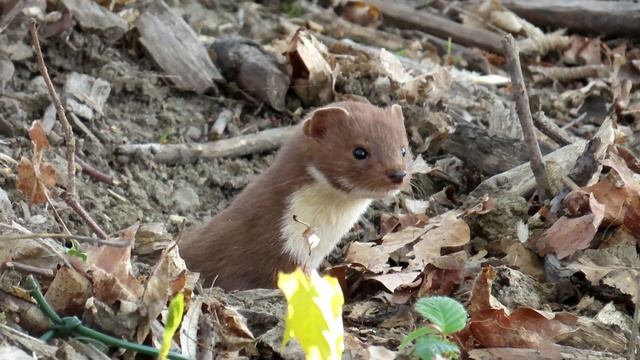 975. Lasice kolčava, Least Weasel, Mauswiesel, Belette d'Europe, Comadreja, Ласка, Łasica pospolita смотреть онлайн