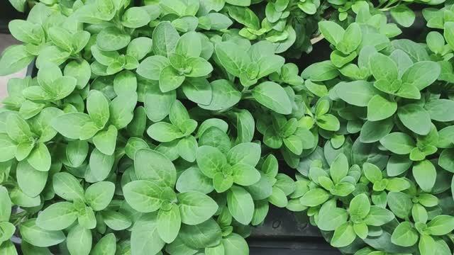 Как вырастить роскошную ампельную петунию из семян в домашних условиях. Расстановка. Скоро на улицу смотреть онлайн