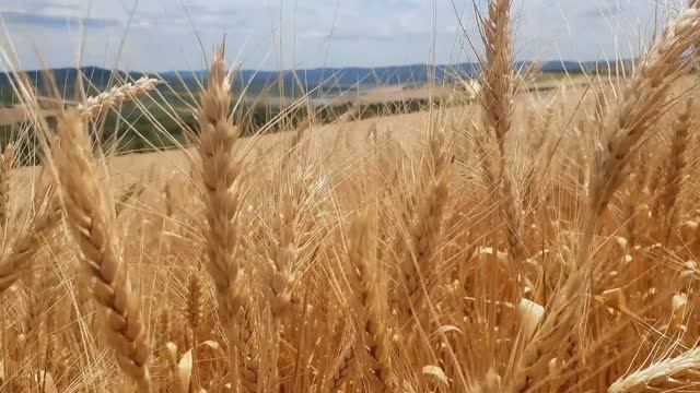Хлеб Насущный дай нам на сей день. Пение. Братья из Михайловки смотреть онлайн