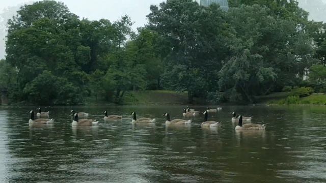 Гуси похожи на корабли Викингов, не правда ли? Аnimals,Tiere смотреть онлайн