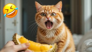 СМЕШНОЕ ВИДЕО 🤩❤️ Смешные видео про животных🤩Приколы с животными🤩Наши любимые смешные животные🤩