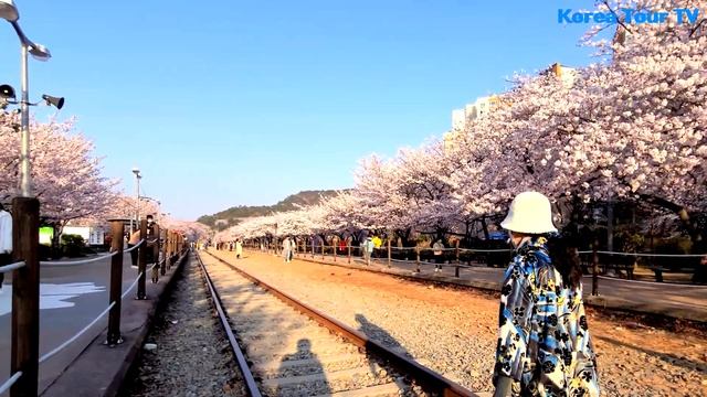 진해 경화역 벚꽃길 смотреть онлайн