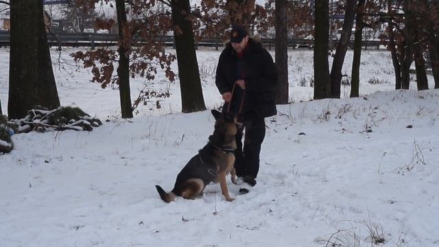 Дрессировка собак U-PAD смотреть онлайн