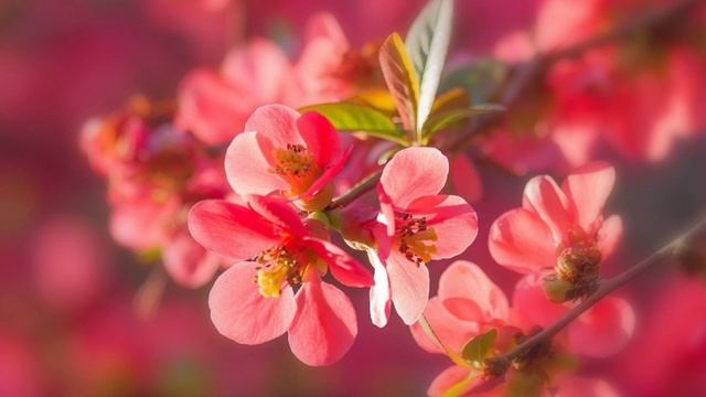 среда 26март2025