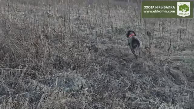 Натаска собак. #охота #охотанакуропатку смотреть онлайн