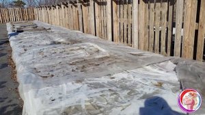 Открываем на проветривание саженцы в питомнике. Готовлю розы для черенкования. Домашняя теплица.