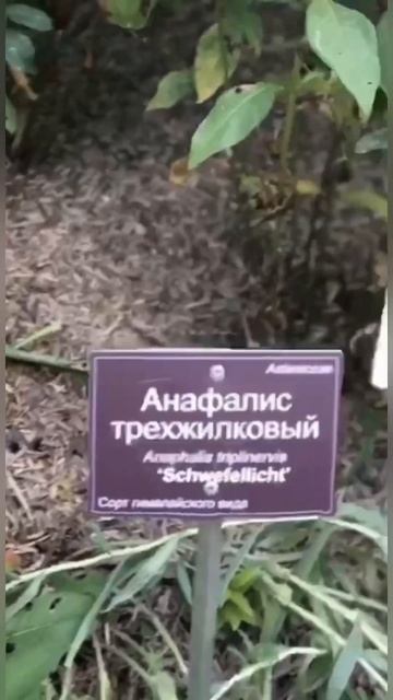 Биологи поймут эту боль 😀 Поднимите руку, если вы биолог #биология #биологияегэ смотреть онлайн