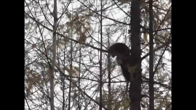 Добыча Соболя. смотреть онлайн