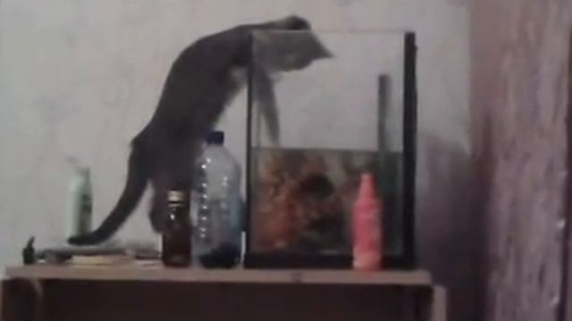 Котёнок лезет к черепахам смотреть онлайн